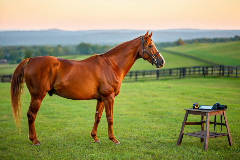 How to Track Your Horse’s Growth Effectively Throughout the Season