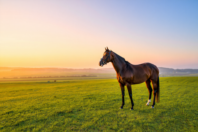 Pedigree Insights Unlock Better Animal Performance Predictions